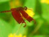 fulvous_forest_skimmer_001.jpg