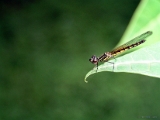 libellago_lineata_damselfly_001.jpg