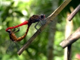 orthetrum_chrysis_dragonfly_mating_003.jpg