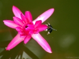 pied_paddy_skimmer_002.jpg